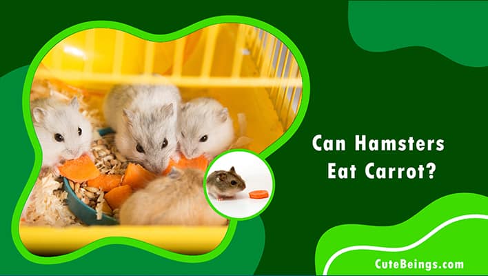 Can Hamsters Eat Carrot