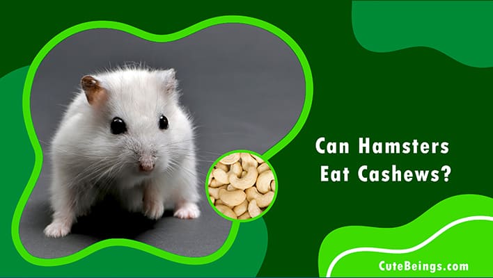 Can Hamsters Eat Cashews