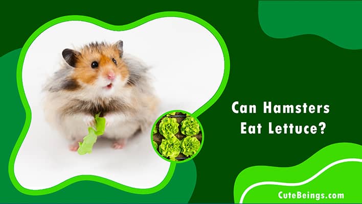 Can Hamsters Eat Lettuce