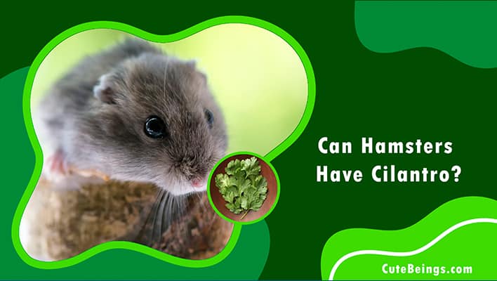 Can Hamsters Have Cilantro