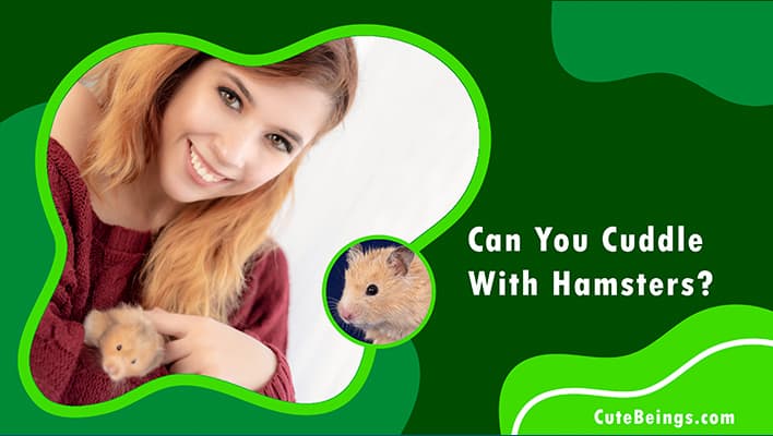 Can You Cuddle With Hamsters