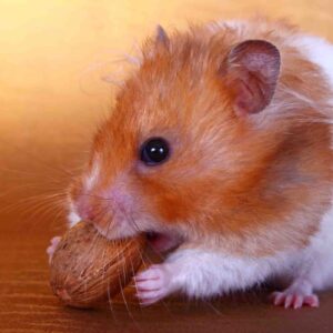 Can hamsters have whole almonds