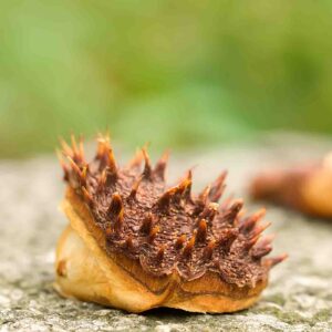 Chestnut shells