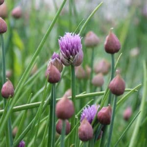 Chive flowers