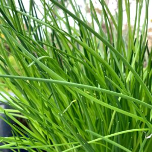 Chives leaves