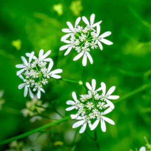 Cilantro flowers