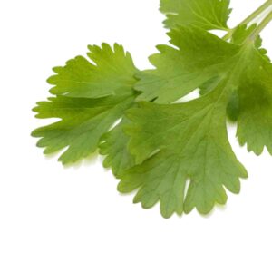 Cilantro leaves