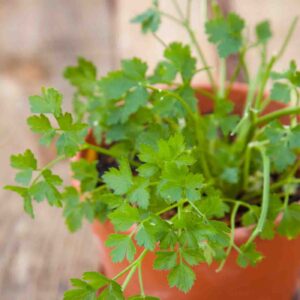 Cilantro plant