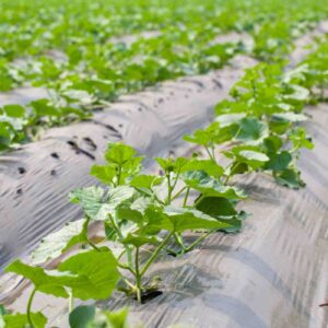 Cucumber Plant