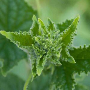 Cucumber leaves