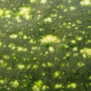 Cucumber skin