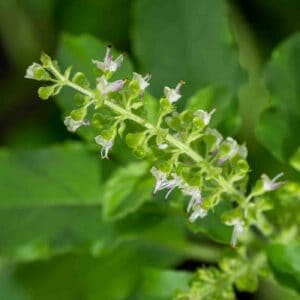 Flowers on a Basil