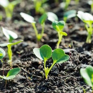 Radish sprouts