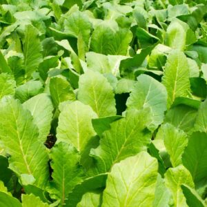 Radishes leaves