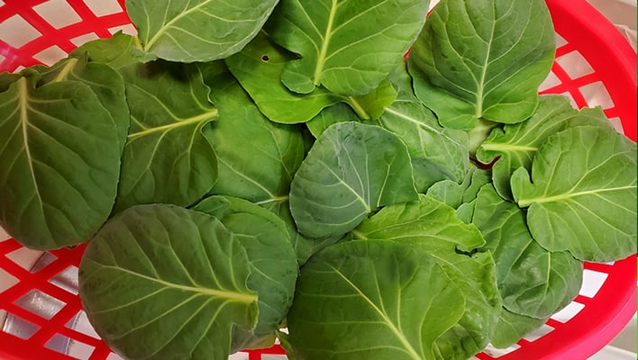 Red plastic bucket containing Brussels sprout leaves