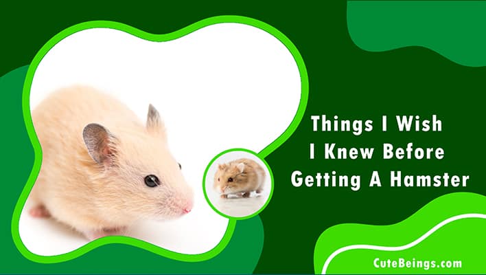 Things I Wish I Knew Before Getting A Hamster