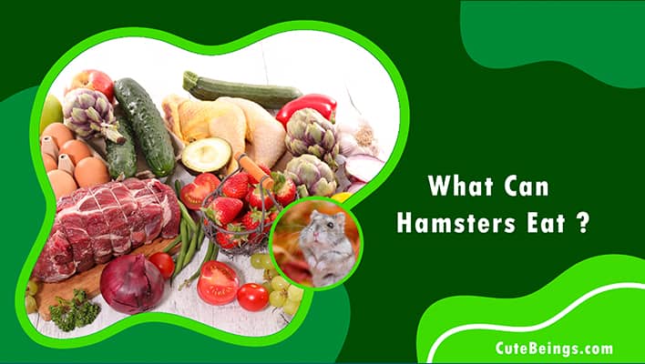 What Can Hamsters Eat?