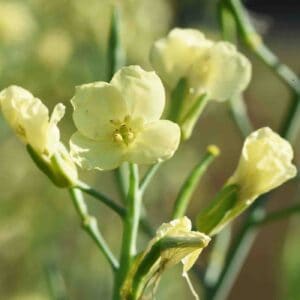 Broccoli flowers