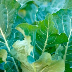 Broccoli leaves