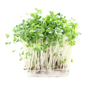 Broccoli sprouts