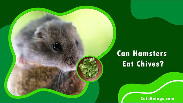 Can Hamsters Eat Chives