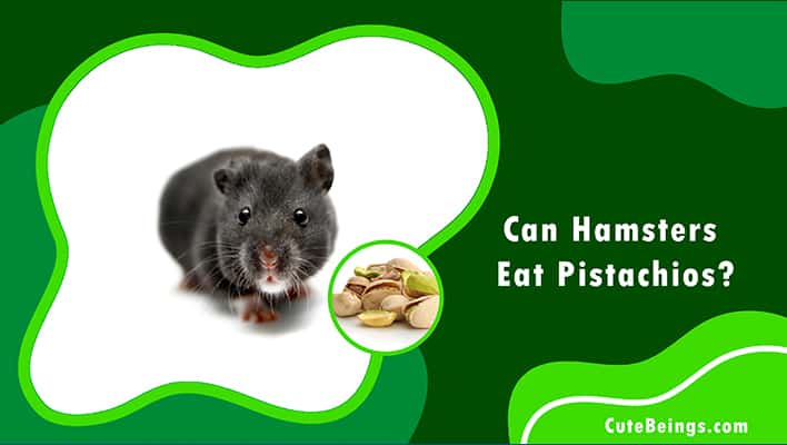 Can Hamsters Eat Pistachios
