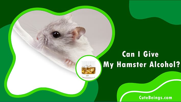 Can I Give My Hamster Alcohol