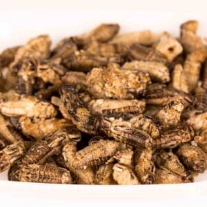 Dried Crickets