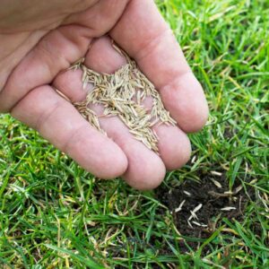 Grass seeds