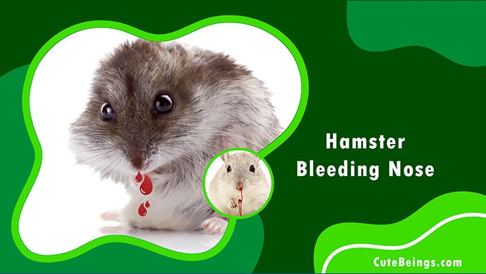 Hamster Bleeding Nose