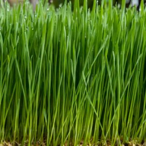 Wheat Grass