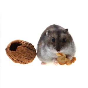 Young dzungarian hamster and walnut