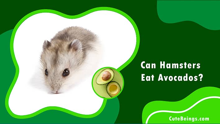 Can Hamsters Eat Avocados