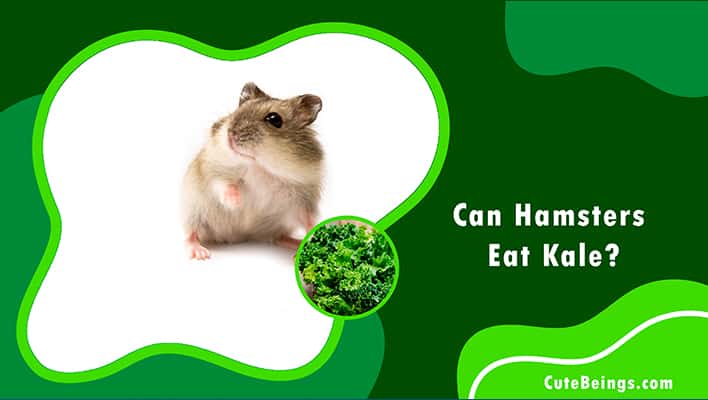 Can Hamsters Eat Kale