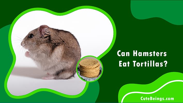 Can Hamsters Eat Tortillas