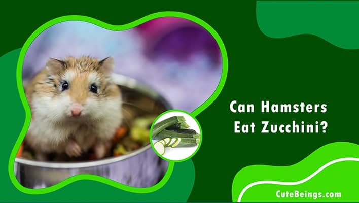 Can Hamsters Eat Zucchini