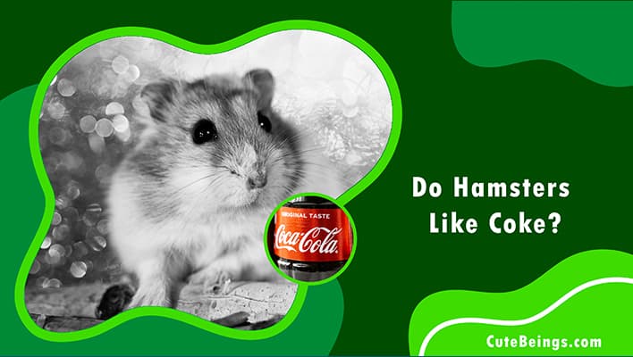 Do Hamsters Like Coke