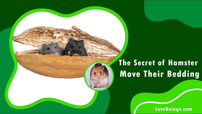 Hamster Move Their Bedding