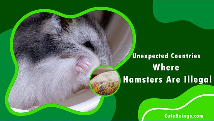 Unexpected Countries Where Hamsters Are Illegal