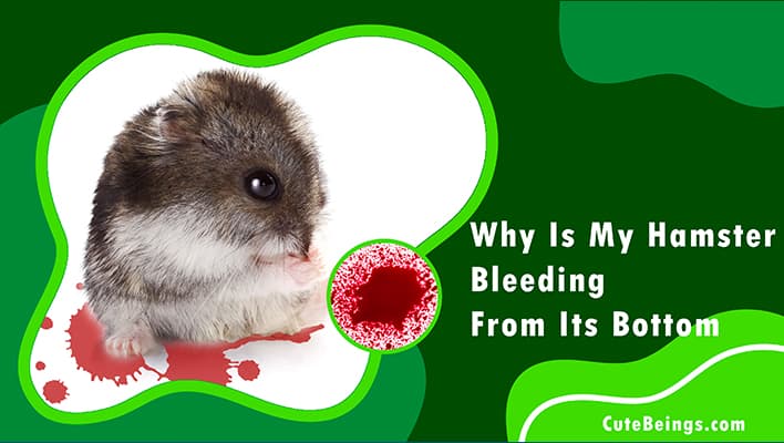 Why Is My Hamster Bleeding From Its Bottom