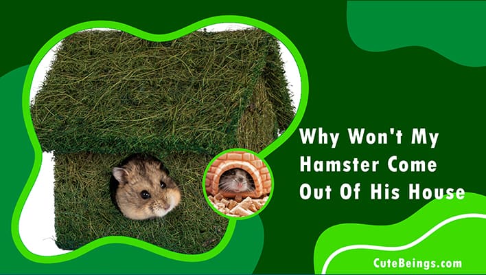 Why Won't My Hamster Come Out Of His House