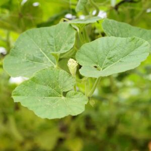 Zucchini leaves