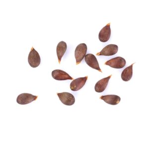 Apple seeds