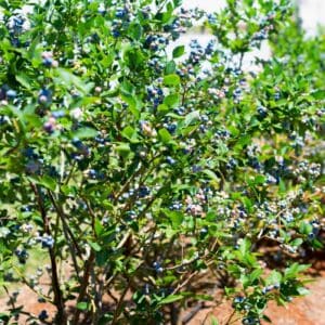 Blueberries plant