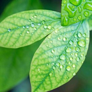 Blueberry leaves