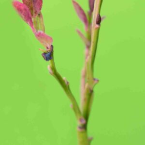 Blueberry stems