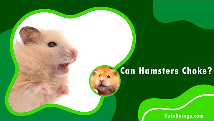 Can Hamsters Choke