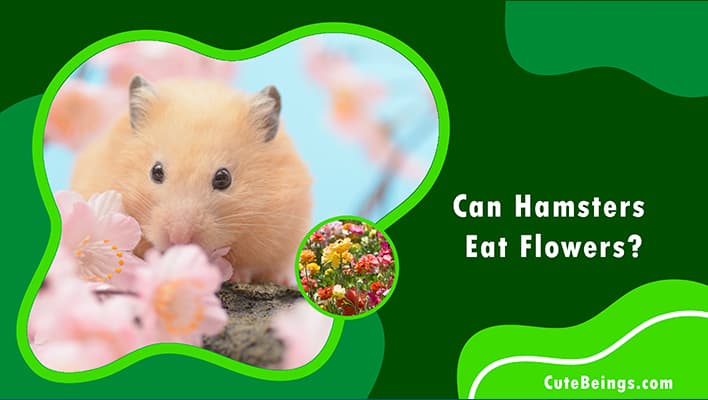 Can Hamsters Eat Flowers