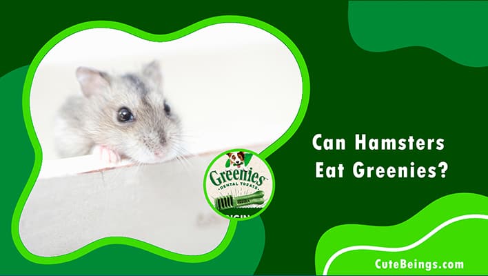 Can Hamsters Eat Greenies