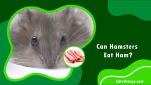 Can Hamsters Eat Ham